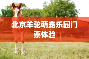 北京羊驼萌宠乐园门票体验