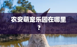 农安萌宠乐园在哪里？