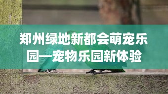 郑州绿地新都会萌宠乐园—宠物乐园新体验