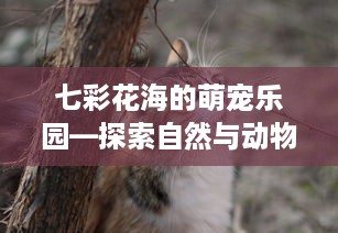七彩花海的萌宠乐园—探索自然与动物的奇妙邂逅