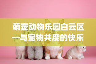 萌宠动物乐园白云区—与宠物共度的快乐时光