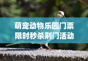 萌宠动物乐园门票限时秒杀荆门活动