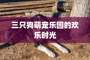 三只狗萌宠乐园的欢乐时光