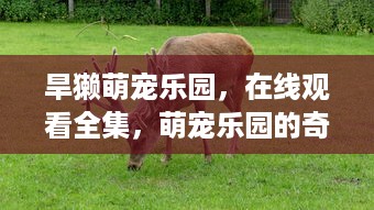 旱獭萌宠乐园，在线观看全集，萌宠乐园的奇妙世界