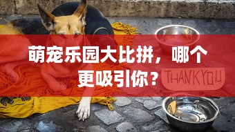 萌宠乐园大比拼，哪个更吸引你？