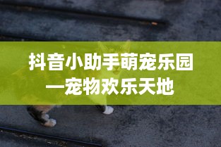抖音小助手萌宠乐园—宠物欢乐天地