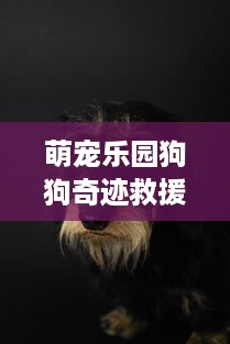 萌宠乐园狗狗奇迹救援