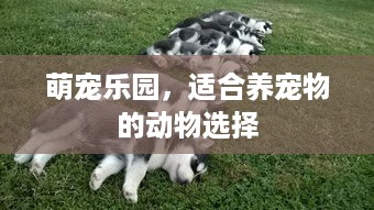 萌宠乐园，适合养宠物的动物选择