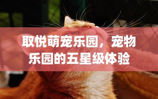 取悦萌宠乐园，宠物乐园的五星级体验