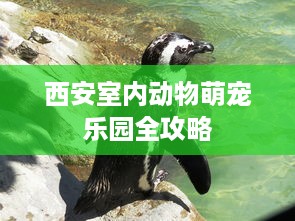 西安室内动物萌宠乐园全攻略