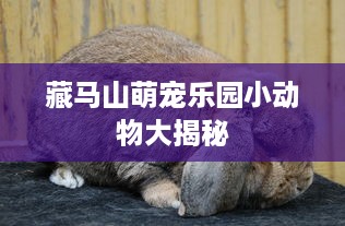 藏马山萌宠乐园小动物大揭秘