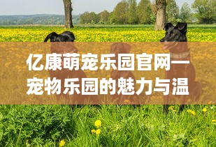 亿康萌宠乐园官网—宠物乐园的魅力与温馨