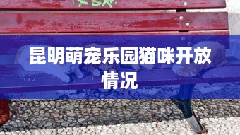 昆明萌宠乐园猫咪开放情况