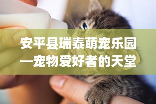 安平县瑞泰萌宠乐园—宠物爱好者的天堂