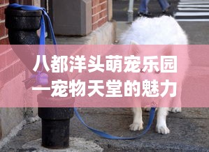 八都洋头萌宠乐园—宠物天堂的魅力之旅