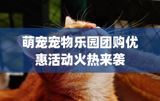 萌宠宠物乐园团购优惠活动火热来袭