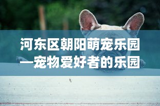 河东区朝阳萌宠乐园—宠物爱好者的乐园