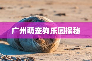 广州萌宠狗乐园探秘