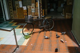 上海精灵萌宠乐园店位置揭秘