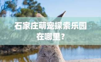 石家庄萌宠探索乐园在哪里？