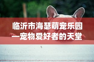 临沂市海瑟萌宠乐园—宠物爱好者的天堂