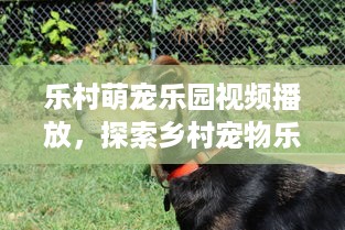 乐村萌宠乐园视频播放，探索乡村宠物乐园的魅力