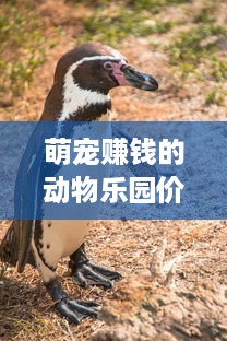 萌宠赚钱的动物乐园价格揭秘