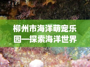 柳州市海洋萌宠乐园—探索海洋世界的奇妙之旅