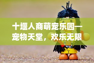十堰人商萌宠乐园—宠物天堂，欢乐无限