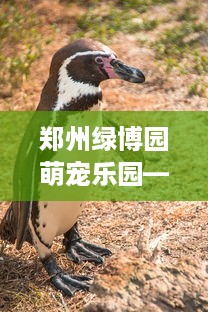 郑州绿博园萌宠乐园—与萌宠共度的欢乐时光