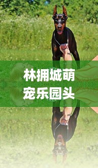 林拥城萌宠乐园头像—探索宠物乐园的魅力