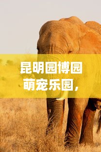 昆明园博园萌宠乐园，探索动物的奇妙世界
