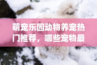 萌宠乐园动物养宠热门推荐，哪些宠物最受欢迎？
