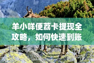 羊小咩便荔卡提现全攻略，如何快速到账不踩坑？