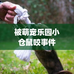 被萌宠乐园小仓鼠咬事件