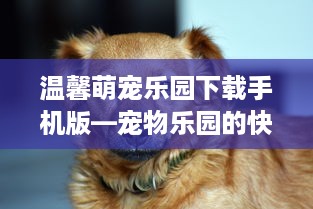 温馨萌宠乐园下载手机版—宠物乐园的快乐时光