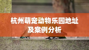 杭州萌宠动物乐园地址及案例分析