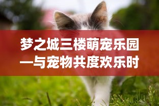 梦之城三楼萌宠乐园—与宠物共度欢乐时光