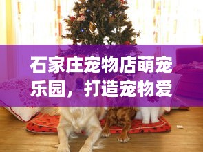 石家庄宠物店萌宠乐园，打造宠物爱好者的乐园天堂