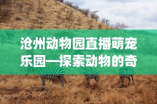 沧州动物园直播萌宠乐园—探索动物的奇妙世界