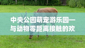 中央公园萌宠游乐园—与动物零距离接触的欢乐之旅