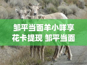 邹平当面羊小咩享花卡提现 邹平当面羊小咩享花卡，轻松提现，体验便捷生活！