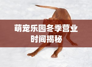 萌宠乐园冬季营业时间揭秘