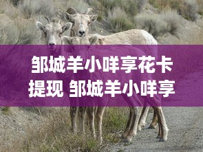 邹城羊小咩享花卡提现 邹城羊小咩享花卡，轻松提现，畅享生活！