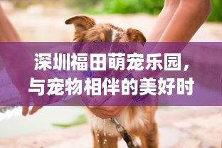 深圳福田萌宠乐园，与宠物相伴的美好时光