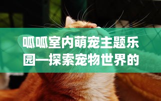 呱呱室内萌宠主题乐园—探索宠物世界的奇妙之旅
