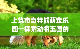 上饶市奇特熊萌宠乐园—探索动物王国的奇妙之旅