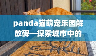 panda猫萌宠乐园解放碑—探索城市中的猫咪天堂