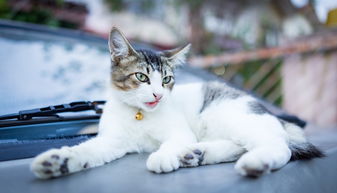 panda猫萌宠乐园解放碑—探索城市中的猫咪天堂