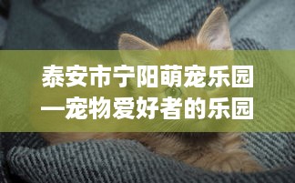 泰安市宁阳萌宠乐园—宠物爱好者的乐园